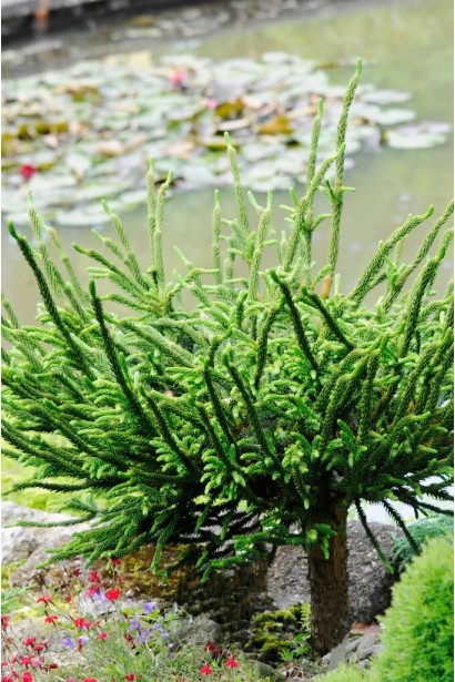 Cryptomeria Japonica ’Dinger’